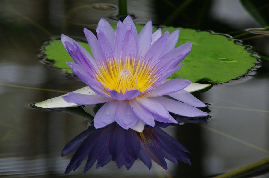 Lotus moyen